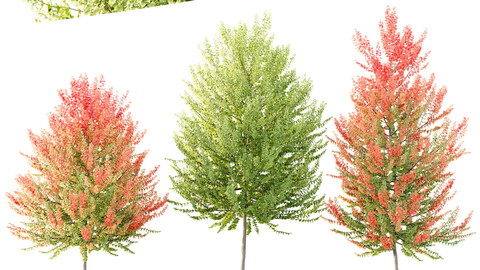 HQ Plants Acer X freemanii Freeman Maple Sapindaceae Set03