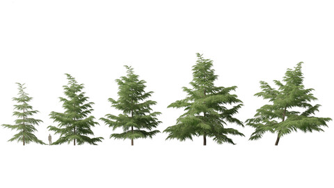 Cedrus deodara – deodar cedar 02