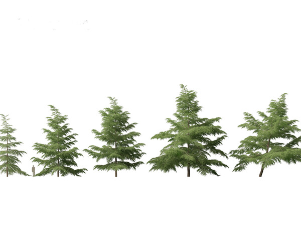 ArtStation - Cedrus deodara – deodar cedar 02 | Resources