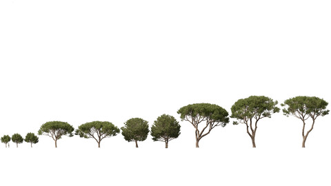 Pinus pinea – Stone pine