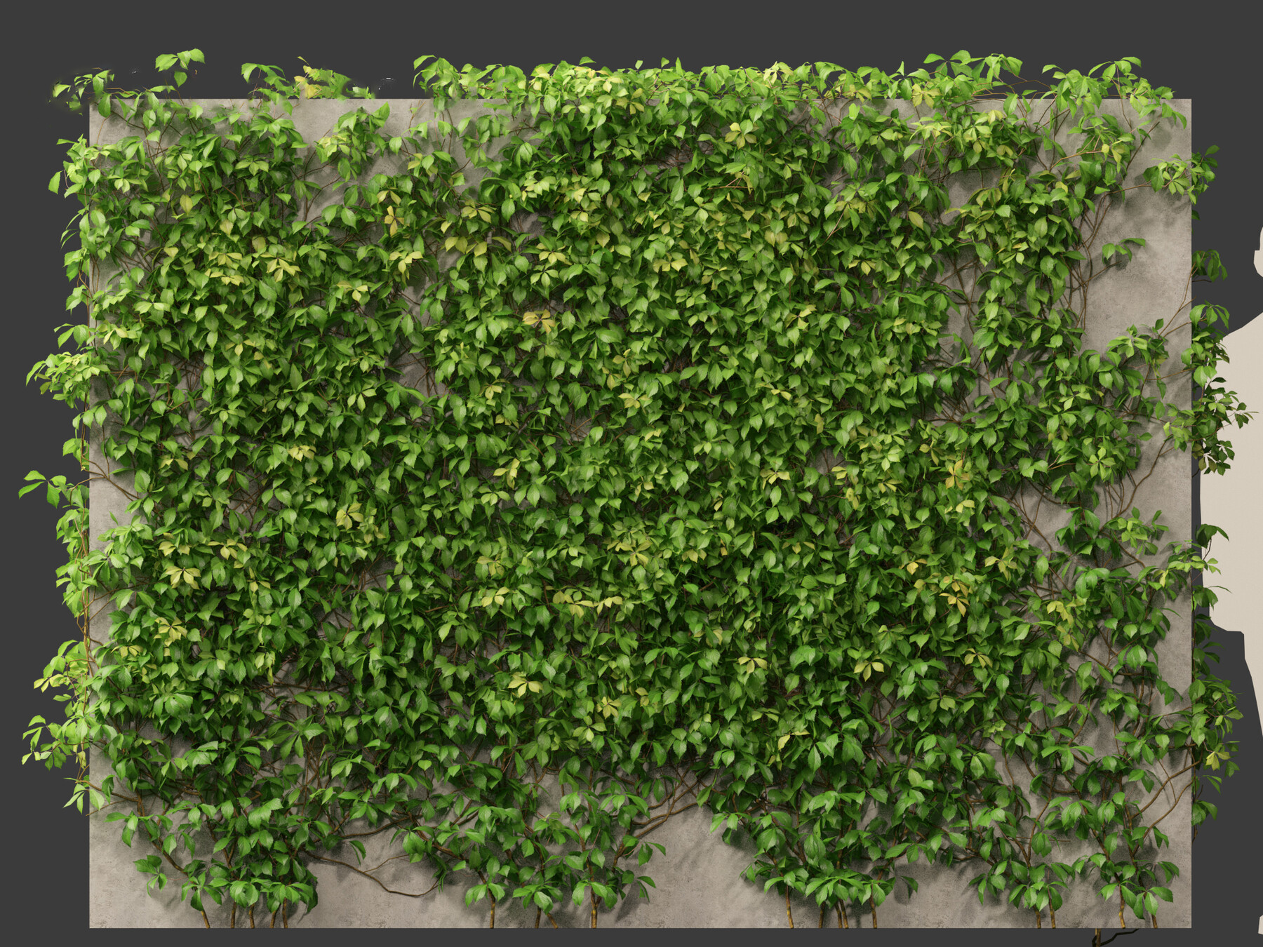 High Poly  Parthenocissus Quinquefolia (Virginia Creepers) 3D Model