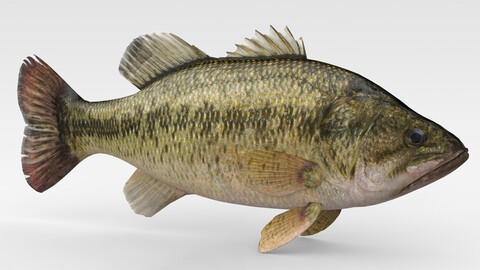 Fish Bass