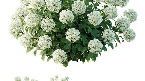 HQ Plants Smooth Wild Hydrangea Arborescens Annabelle