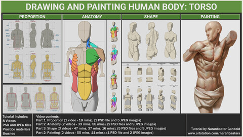 Drawing and Painting human body: Torso