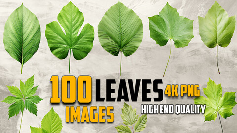 100 Leaves Images (PNG & Transparent Files)-4K- High Quality