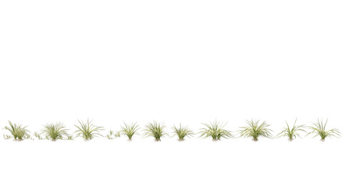 Chlorophytum comosum – Spider plant 01