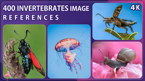400 Invertebrates Animals Reference Pack – Vol 1