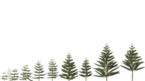 Araucaria heterophylla – Norfolk Island pine 01