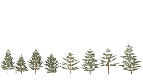 Araucaria heterophylla – Norfolk Island pine 02