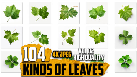 104 Kinds of Leaves Images (JPEG Files)-4K- High Quality