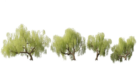 Salix babylonica – Weeping willow 05