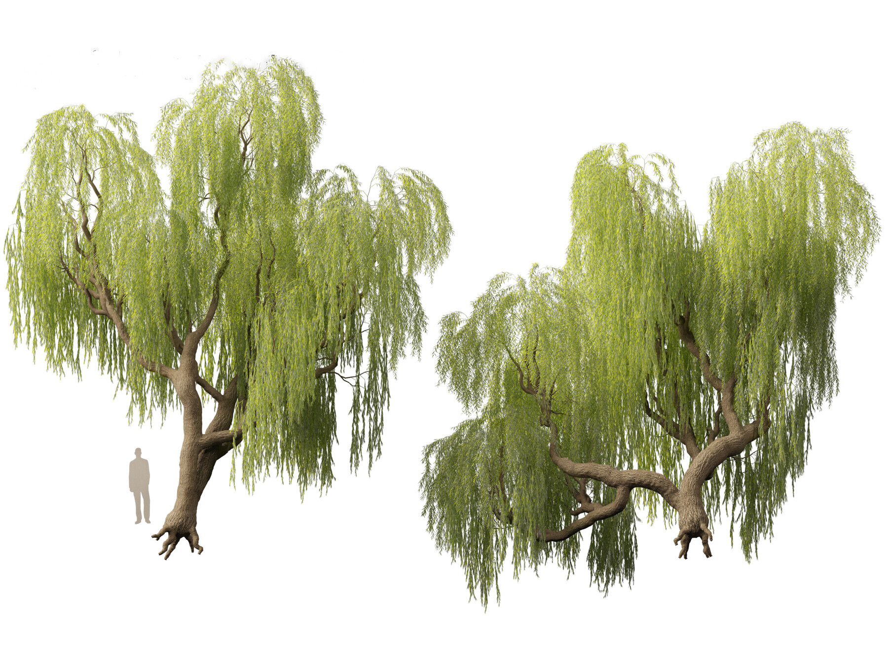 Salix babylonica (Babylon Weeping Willow, Silver Willow, Weeping