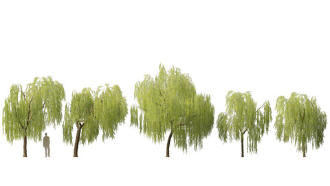 Salix babylonica – Weeping willow 07