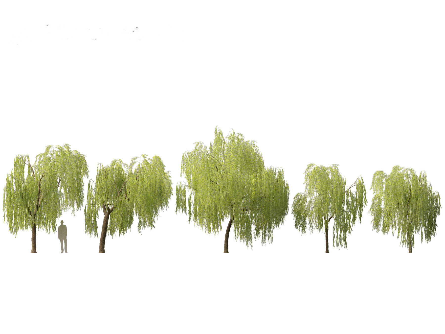 Salix babylonica (Weeping Willow)