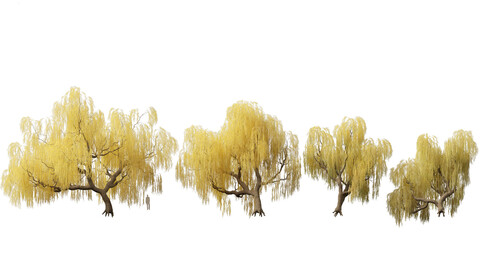 Salix babylonica – Weeping willow 13