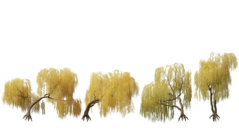 Salix babylonica – Weeping willow 14