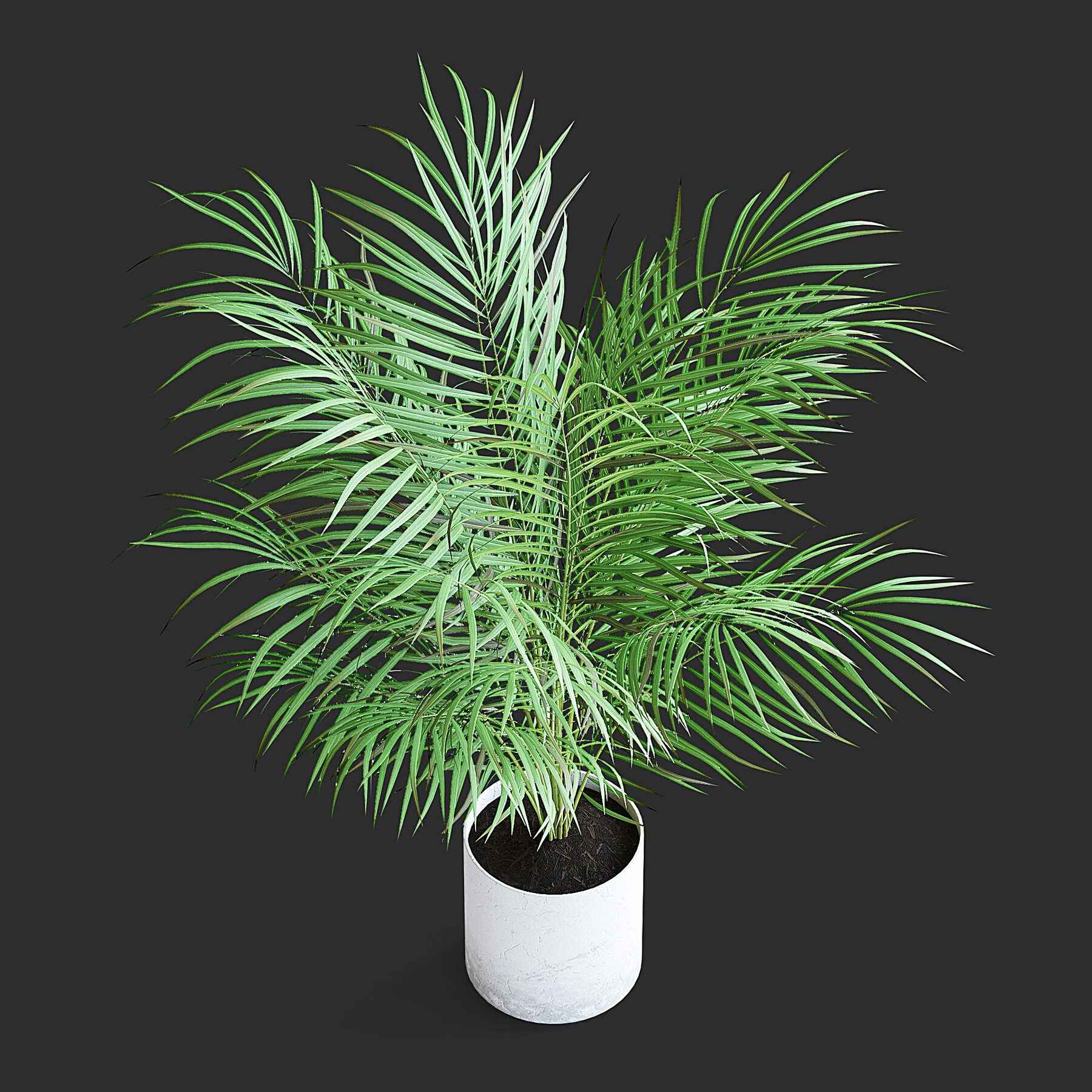 ArtStation - Areca Palm II | Resources