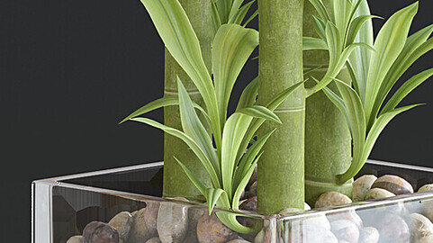 Bamboo Plant