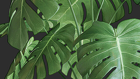 Monstera Plant