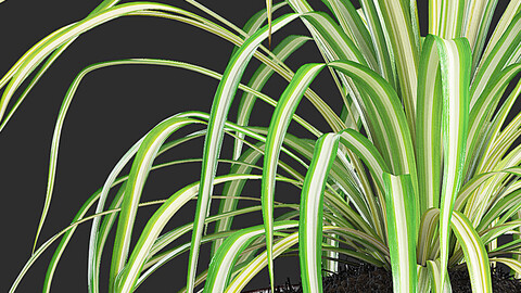 Spider Plant III