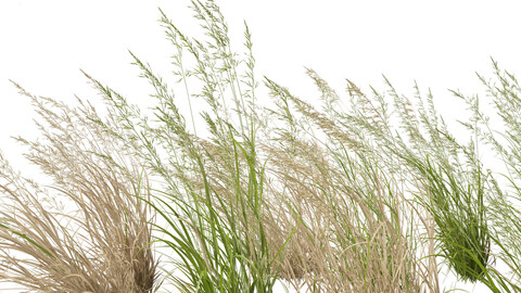 Arrhenatherum elatius – False oat-grass 02