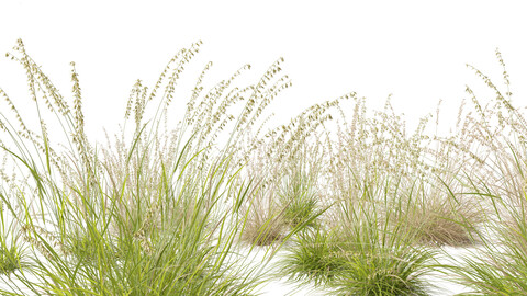 Bouteloua curtipendula – Sideoats grama 01