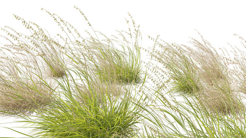 Arrhenatherum elatius – False oat-grass 02