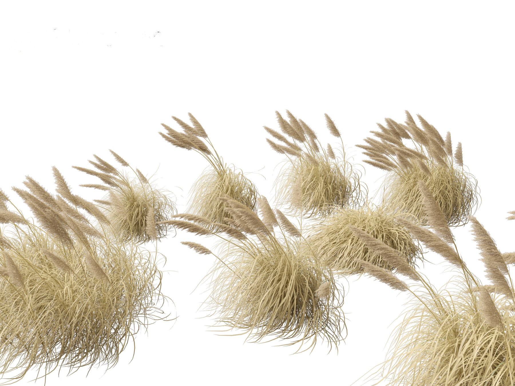 ArtStation - Cortaderia selloana – Pampas grass 05 | Resources