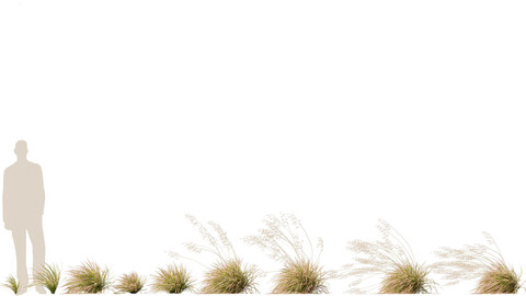 Deschampsia cespitosa Northern Lights – Tufted Hair Grass 02