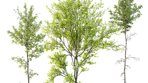 Alnus Glutinosa and Betula Pendula spring trees