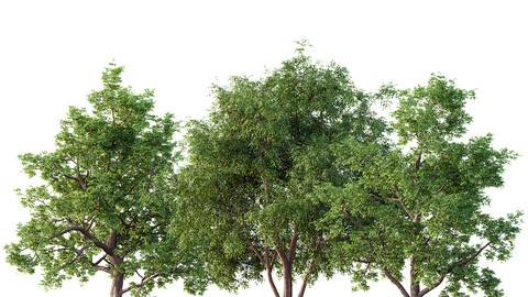 ArtStation - HQ HousePlants Olive Artificial Olivo Olea Tree Set02