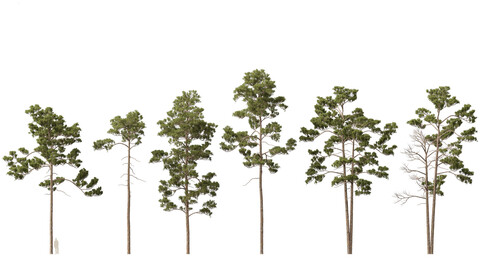 Pinus syluestriformis – Scots pine