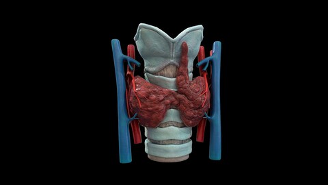 Medical thyroid model