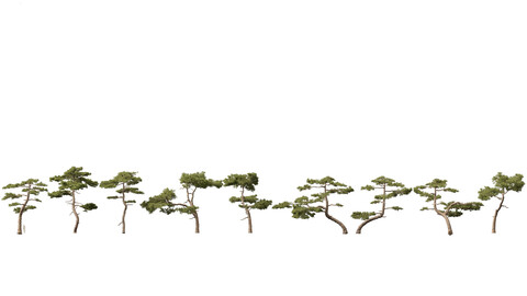 Pinus taiwanensis – the Taiwan red pine 01