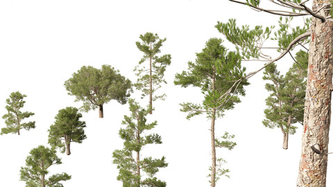 Pinus brutia – the Turkish pine