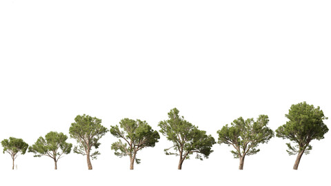 Pinus halepensis – the Aleppo pine