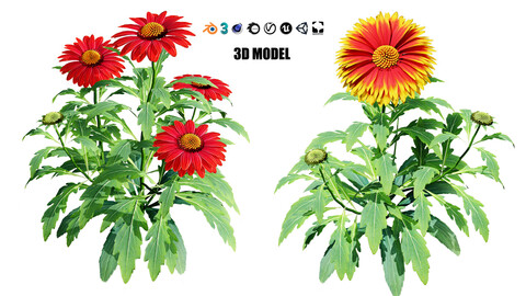 Arizona Red Shades Blanket Flowers 3d model With Free Tutorial