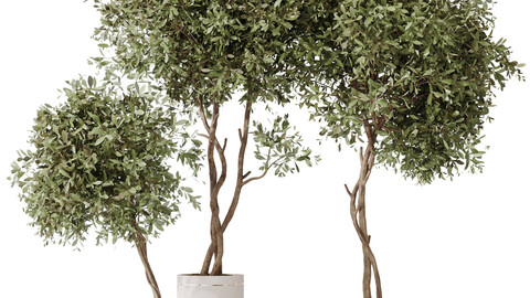 HQ HousePlants Olive Artificial Olivo Olea Tree