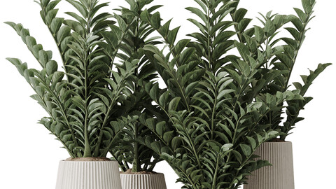 HQ HousePlants ZZ Zamioculcas Zamiifolia Araceae Set02