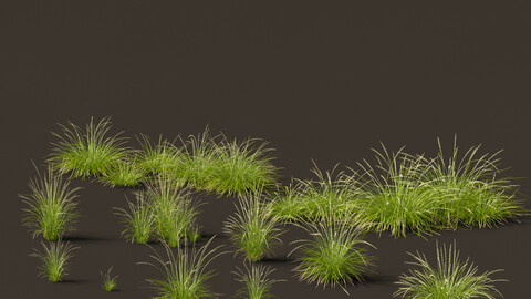 Pennisetum orientale – Oriental Fountain Grass