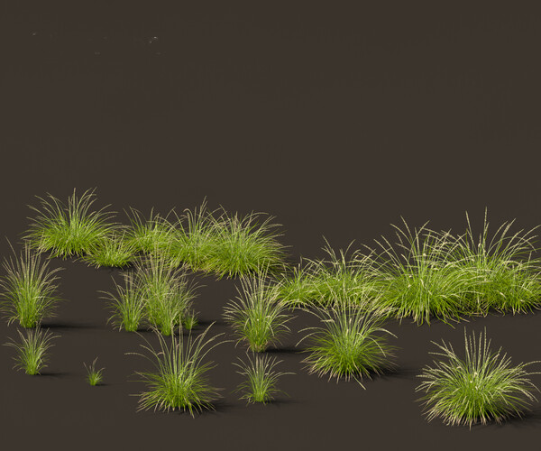 ArtStation - Pennisetum orientale – Oriental Fountain Grass | Resources