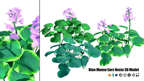 Blue Mouse Ears Hosta 3d model