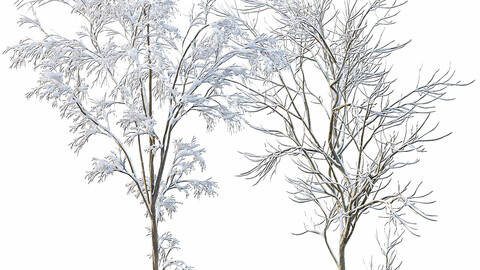 Winter Snow Tree 01