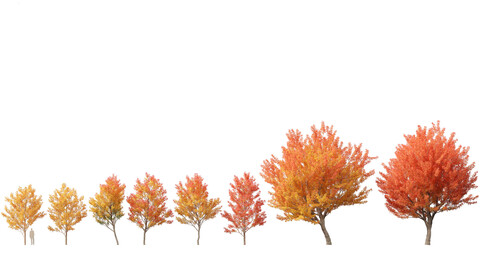 Acer saccharinum – Silver Maple 01