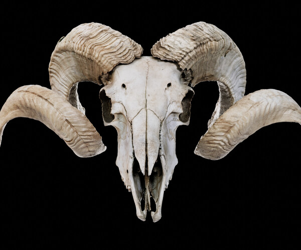 ArtStation - Bighorn sheep 3D model | Resources