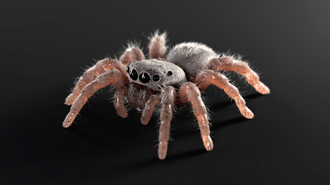 Jumping Spider