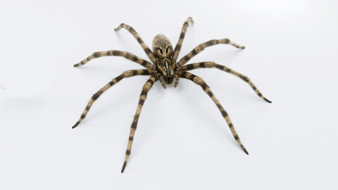 Fishing Spider