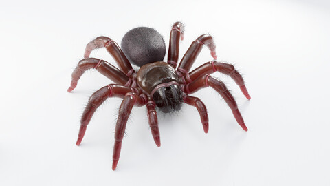 Trapdoor Spider