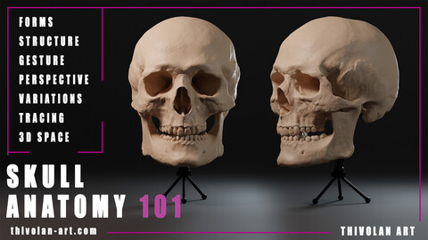 SKULL ANATOMY 101