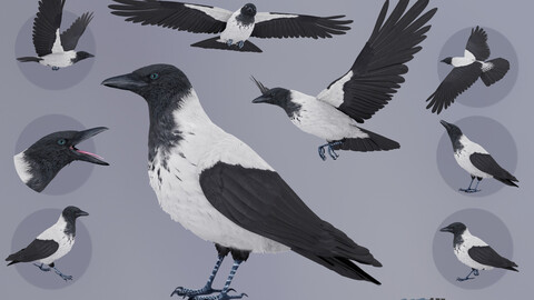 Realistic Animated Hooded Crow